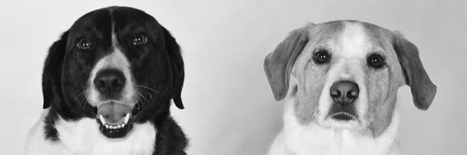 wendeparks's profile banner image
