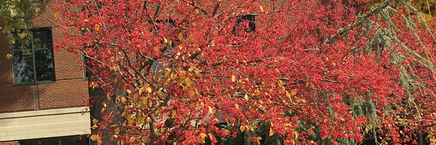 Doctorasmi's profile banner image