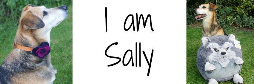 IAmSallyDog's profile banner image