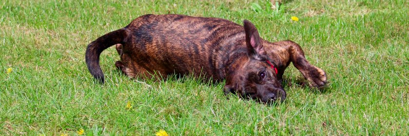 3CountiesDogs's profile banner image