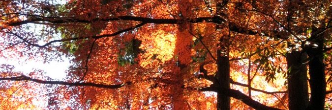 Peter Robert Huffam banner