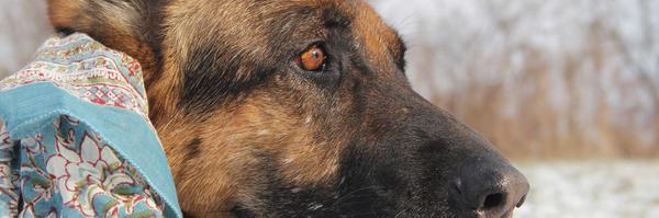 FirstAidforpets Profile Banner