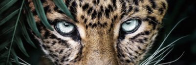 Severine Beltrame banner