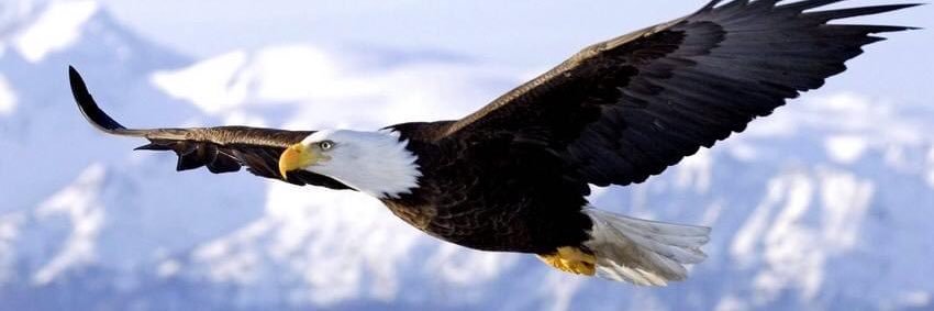 Samatvam 🎗 banner