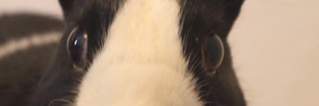 JenniferZwicky's profile banner image