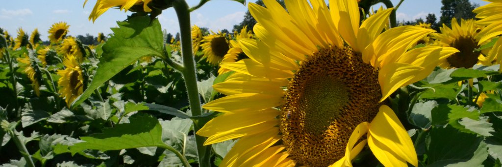InnisfilJournal's profile banner image