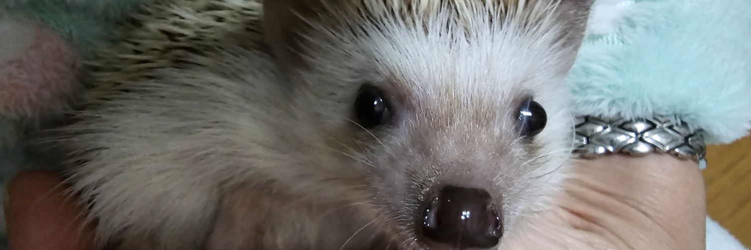 ✈️chimi치미🍻 banner