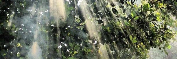 Nilufer Rahmioglu's banner