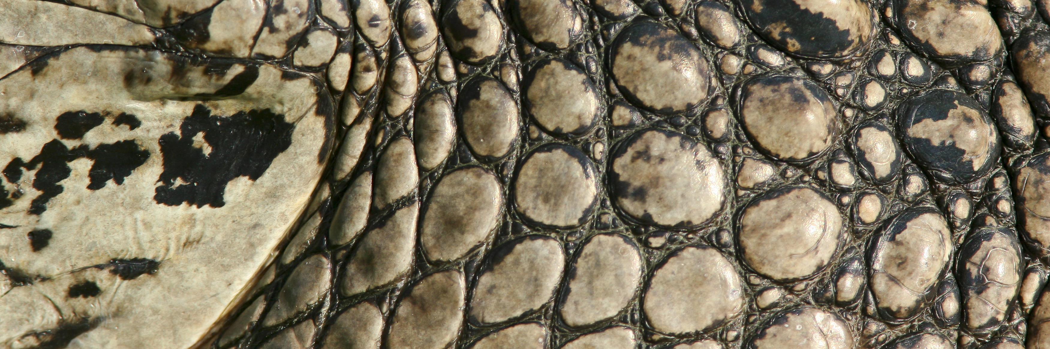 David Lamfrom banner