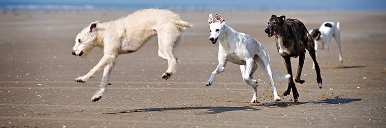 🤴 Rich "King" Sanderson (Stunning and Regal) banner