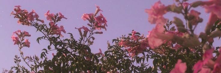 peachhan_'s profile banner image