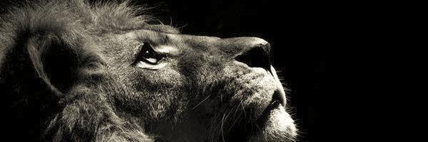 LadyDStrick's profile banner image