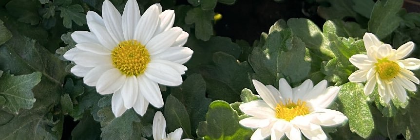 CaroMiranda1's profile banner image