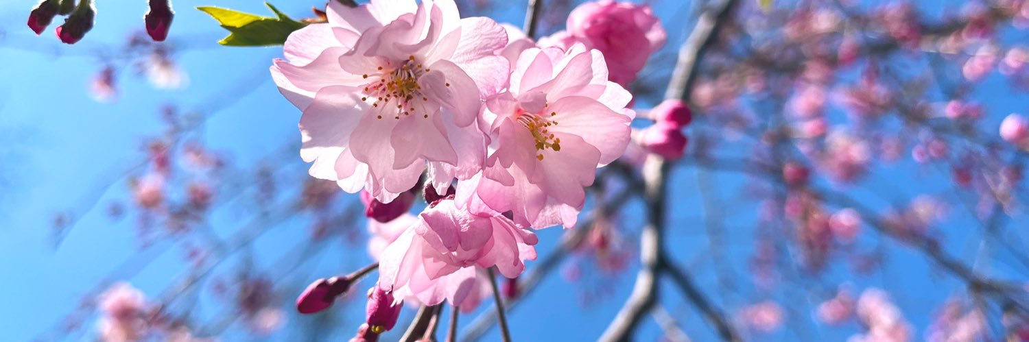 tedsuikyo's profile banner image