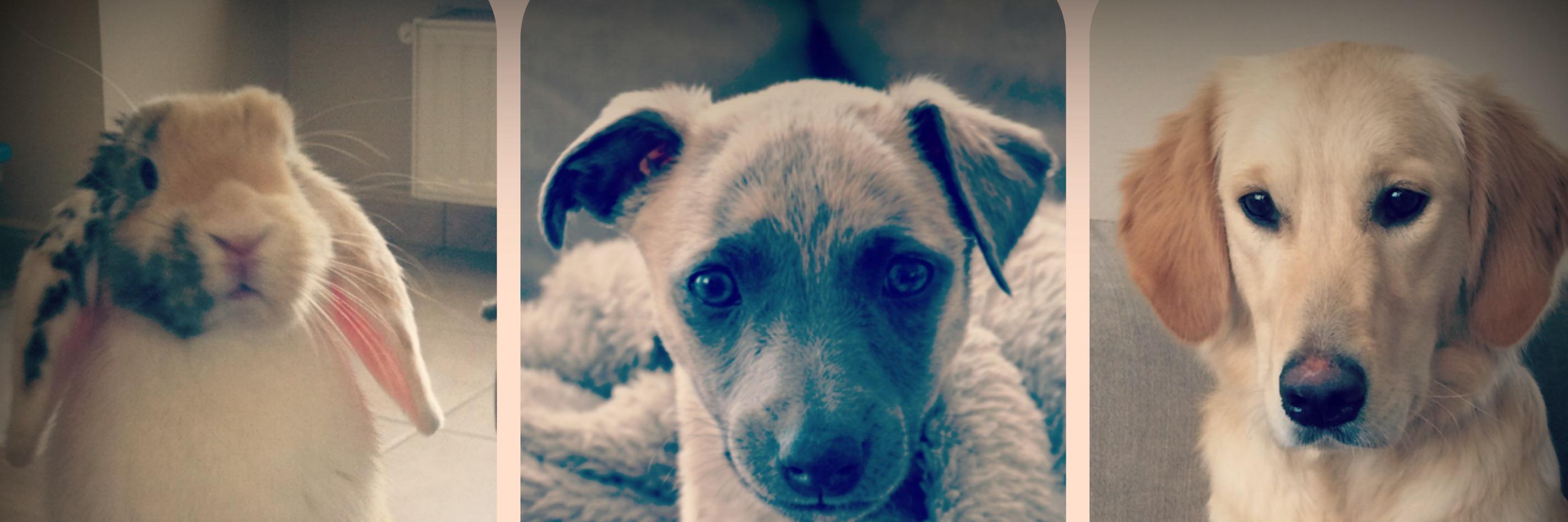 BunnyMeetsDog's profile banner image