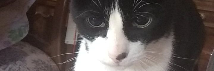 PagusSilva's profile banner image
