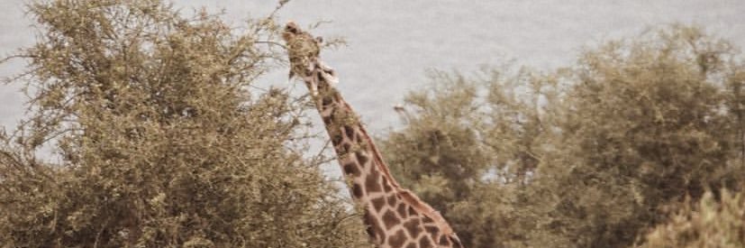 marinrojasLaura's profile banner image