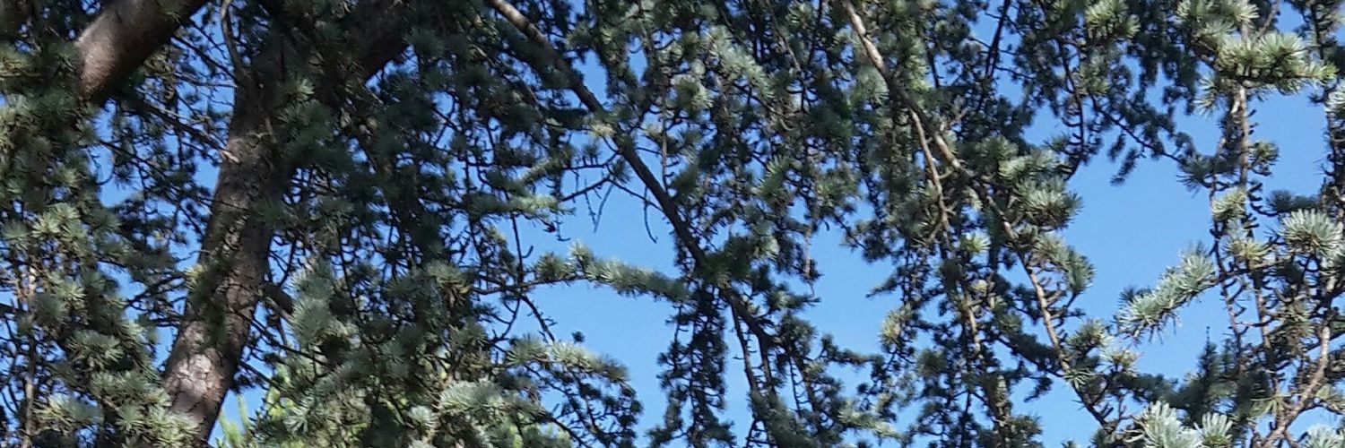 JustZeliie's profile banner image