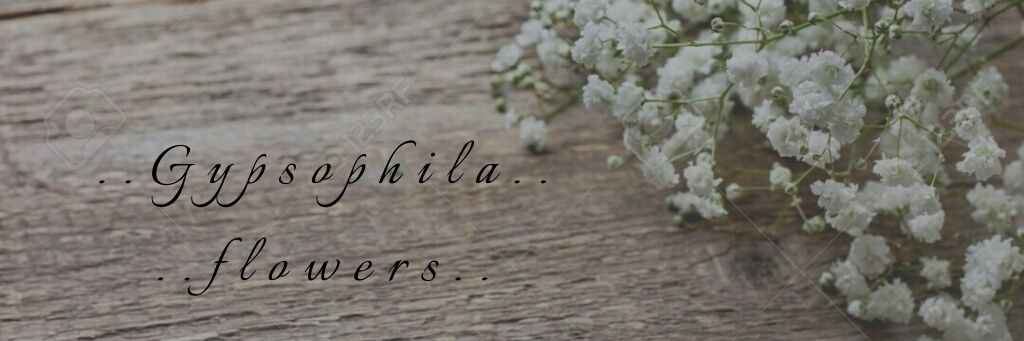 Ann_LeeAa's profile banner image