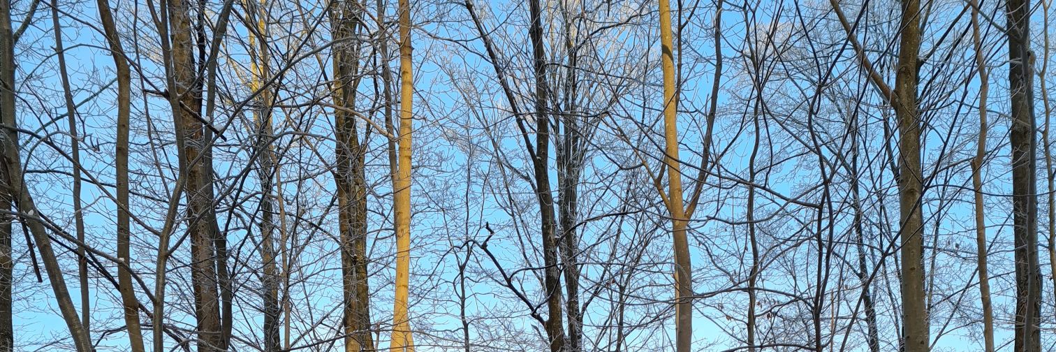 Camilla N. Solli banner