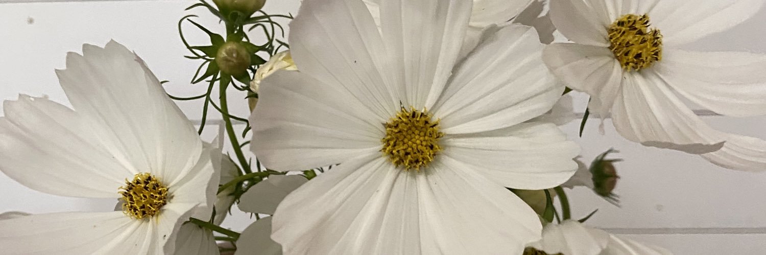 Mee_shellll's profile banner image
