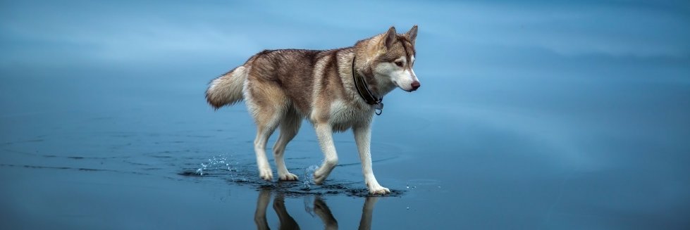 Mauricio De la Hoz banner