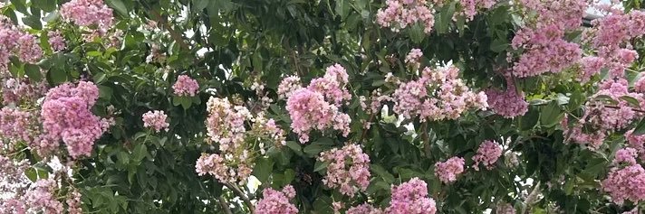 Makhylis's profile banner image