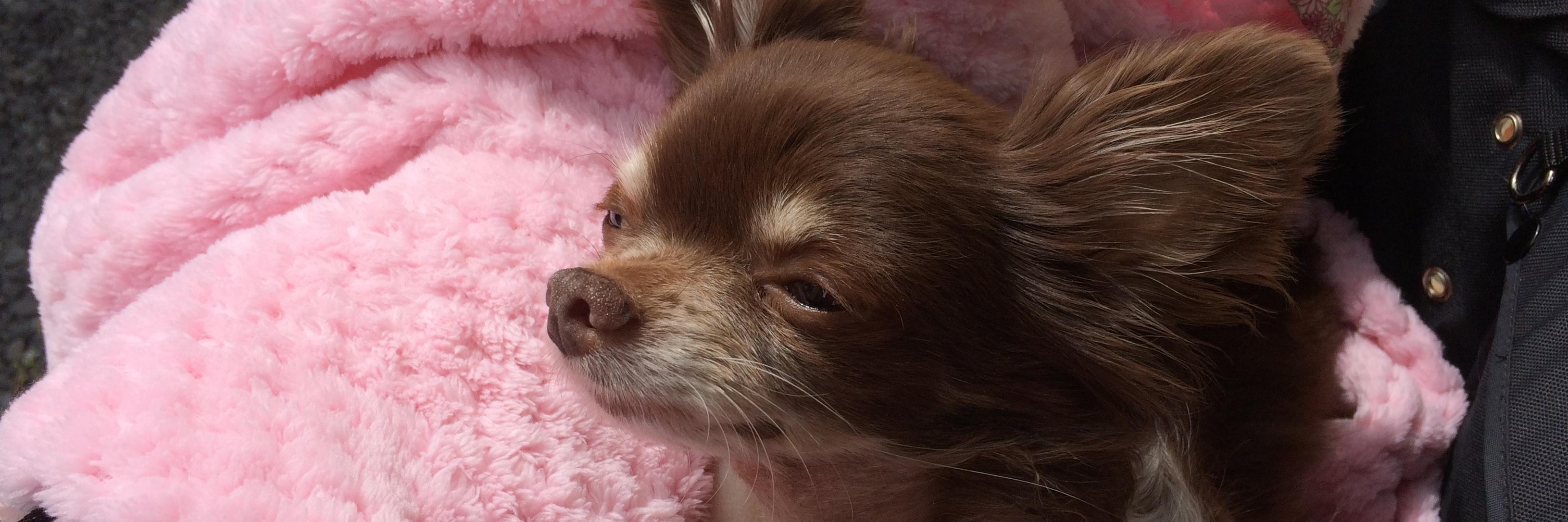 luchiobeebee's profile banner image