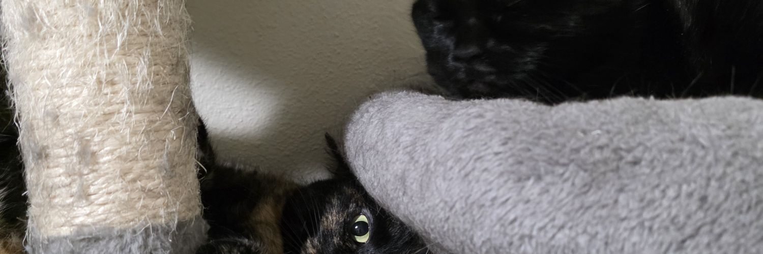 Arulas_1's profile banner image