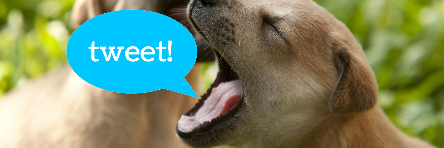 DAWGadopt's profile banner image