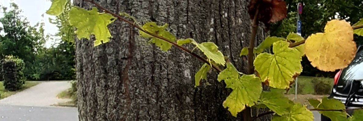 camelionstorm's profile banner image