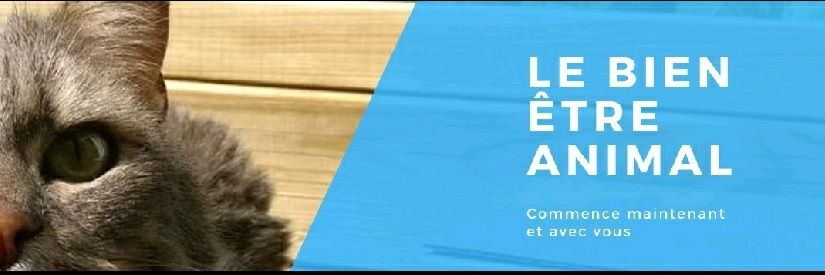 Colette Vitiello banner