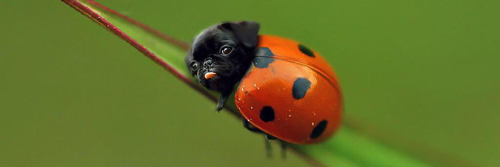 CutestPug's profile banner image
