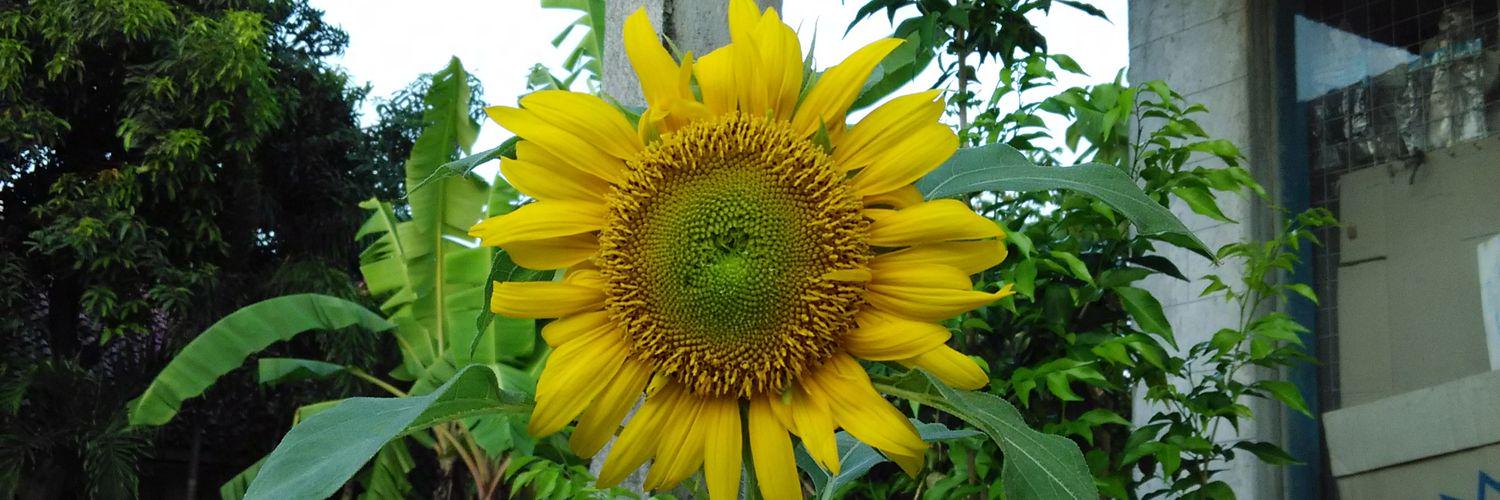 faza_Rotitawar's profile banner image