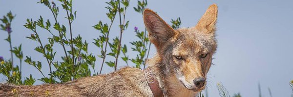ImperialCoyote Profile Banner
