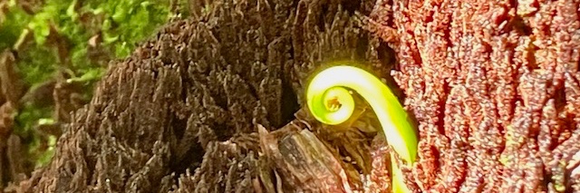 Mariko Kageyama banner