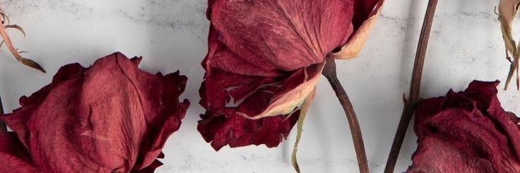 a_hilys's profile banner image