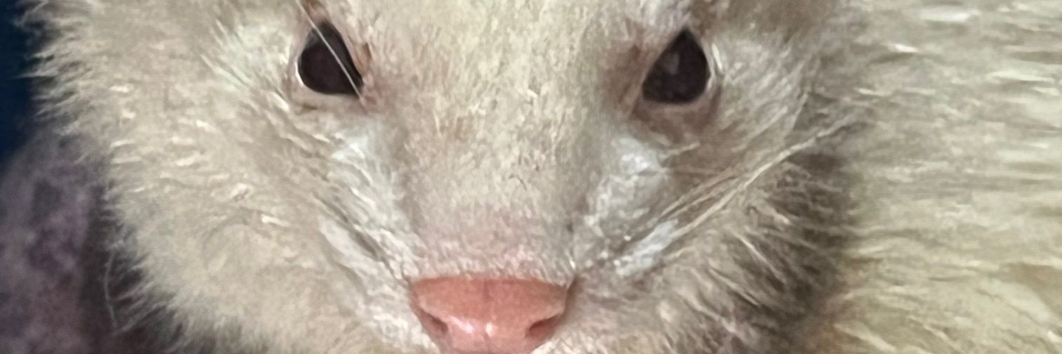 TdhGrove's profile banner image