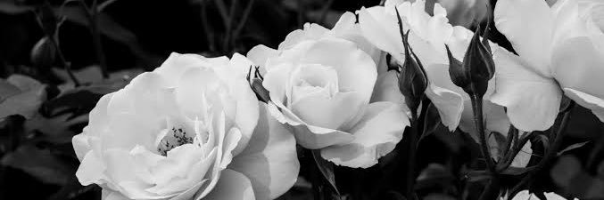 OhA_ngel's profile banner image