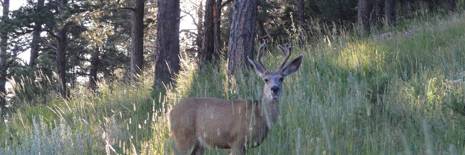 deer_bear_dear's profile banner image