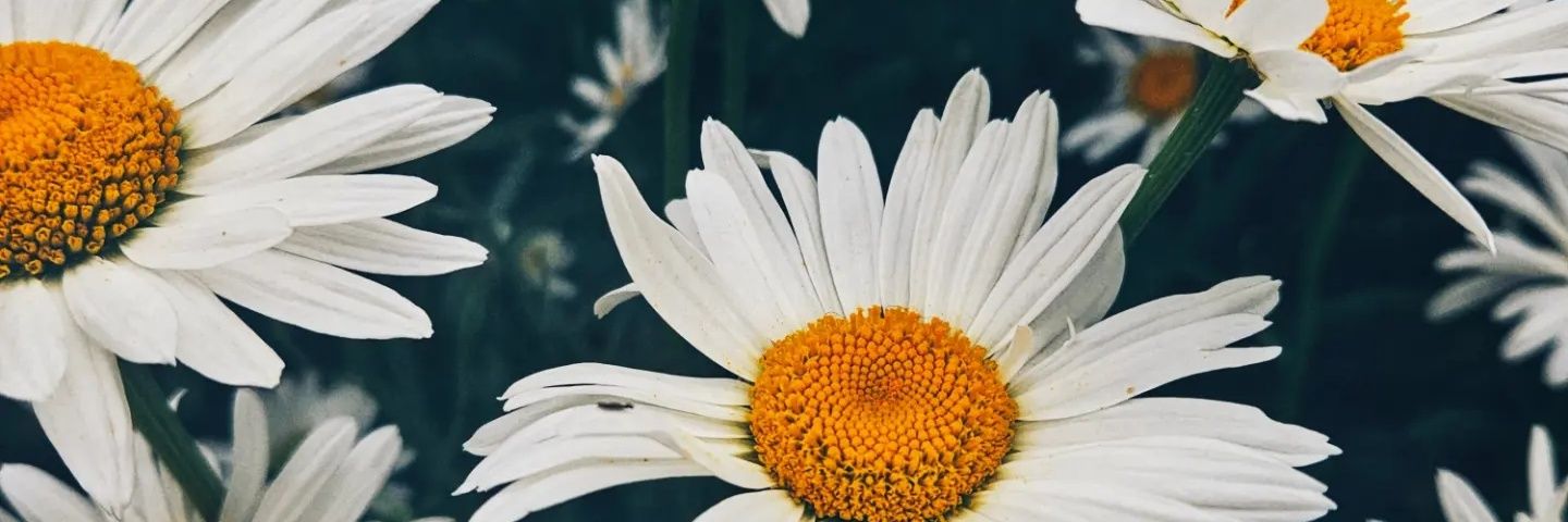 kattteeey's profile banner image