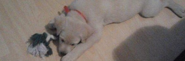 terrierwuffles's profile banner image