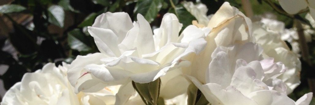 AlissaHuda's profile banner image