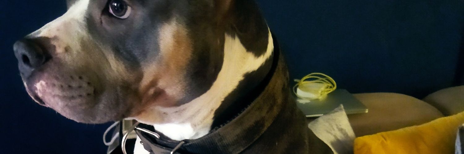 libnyg's profile banner image