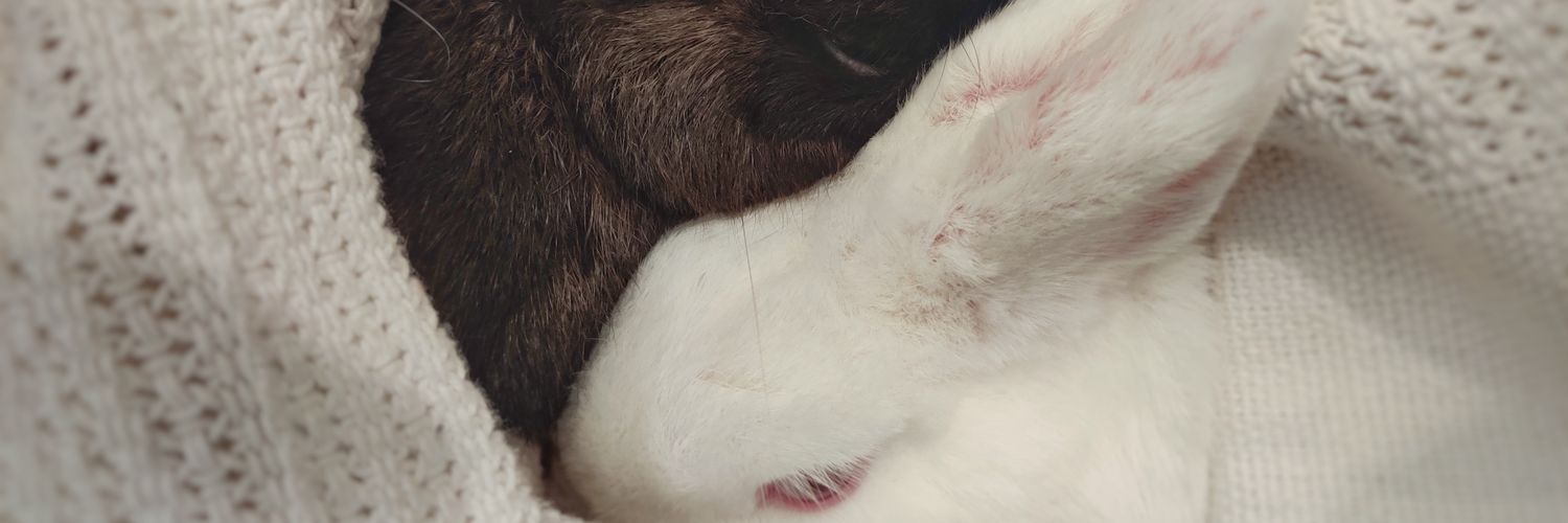amymact's profile banner image