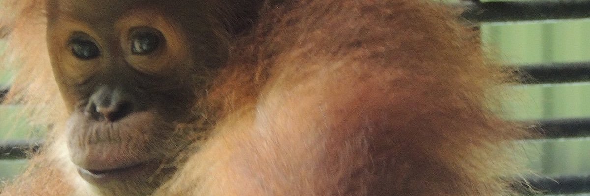 alex banner
