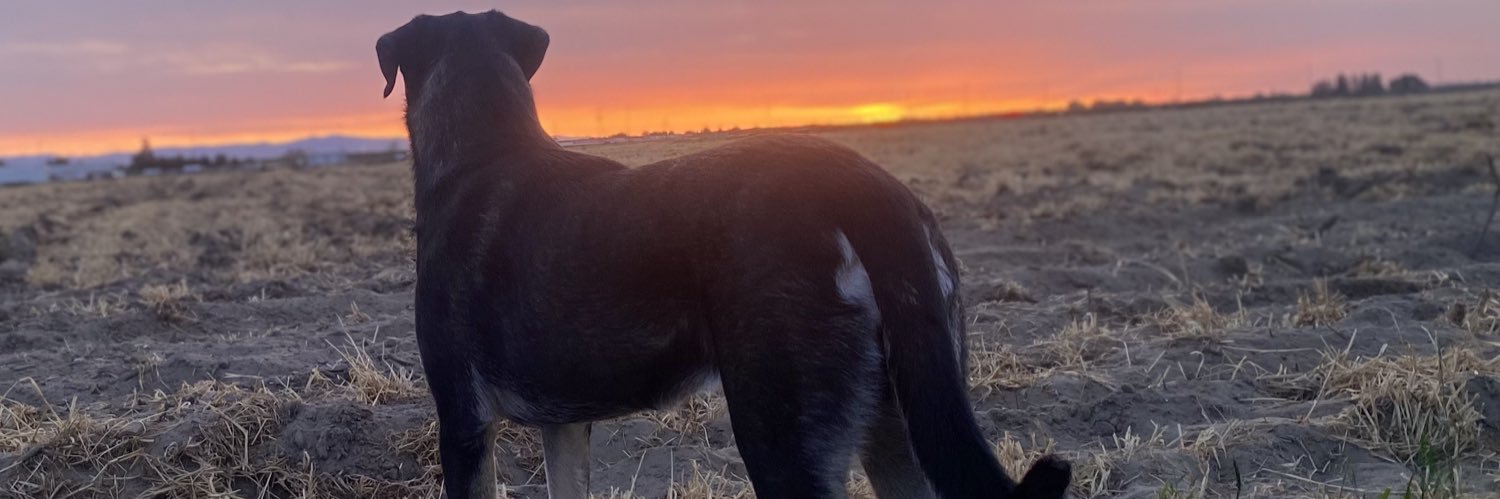 Macy banner