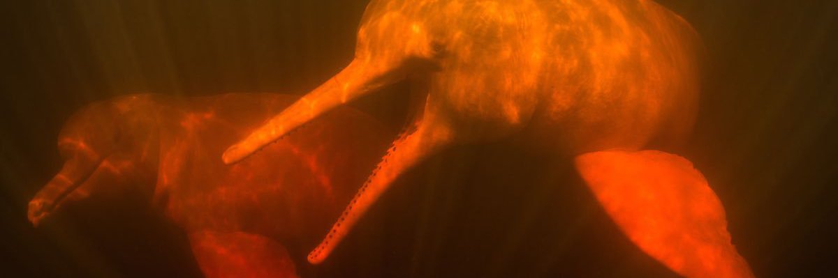 thmmangini's profile banner image