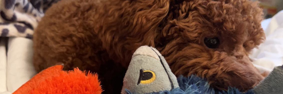 StarrWilson16's profile banner image