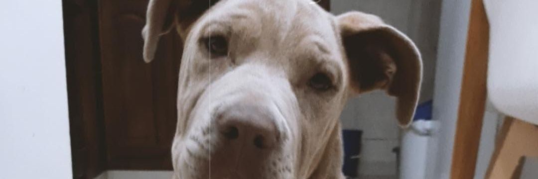 elpedri_'s profile banner image